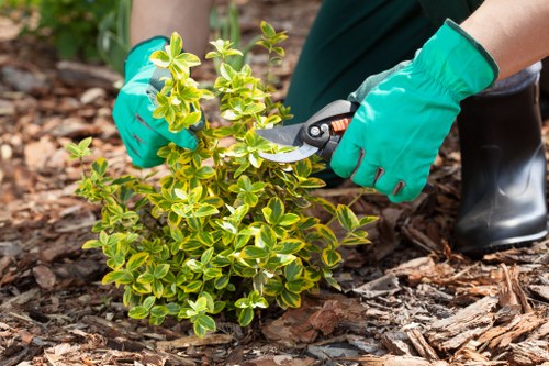 Neatly trimmed hedges in a Holborn garden