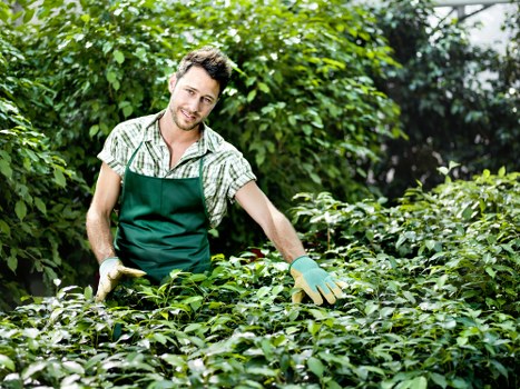 Professional trimming services for urban hedges in Holborn