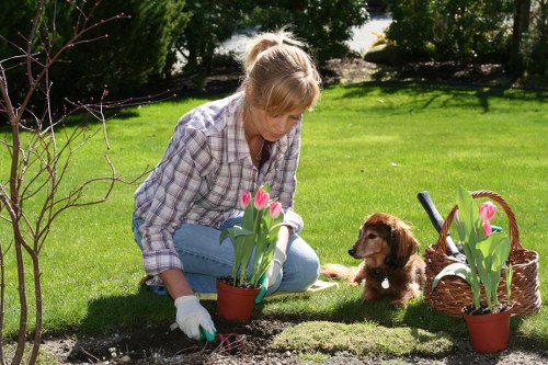 Electric hedge trimmer in action